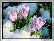 Wiosna, Biało, Fioletowe, Krokusy, Śnieg