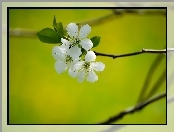 Wiosna, Drzewko Owocowe, Kwiat Wiśni