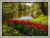 Tulipany, Wiosna, Park, Holandia, Rzeka, Kaukenhof, W, Lisse