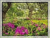Wiosna, Rododendron, Ogród, Drzewa