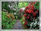 Wiosna, Rododendrony, Park, Aleja