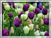 Wiosna, Fioletowe Tulipany, Park, Biało