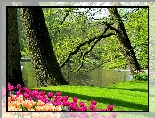 Wiosna, Staw, Łabędzie, Tulipany, Park