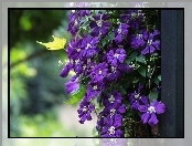 Wiszący, Clematis