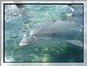 Delfin, Woda, Kamienie