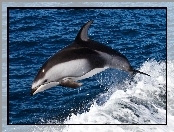 Delfin, Woda, Skok