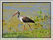 Ibis, Woda, Rośliny