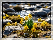 Mech, Kwiaty, Kamienie, Woda, Narcyzy żonkile, Żółte