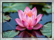 Różowy, Lilia wodna, Woda, Kwiat, Liście