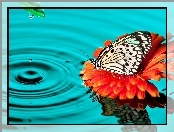 Woda, Gerbera, Motyl, Kwiat