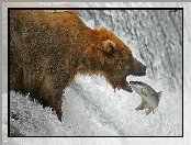 Niedźwiedź, Woda, Ryba
