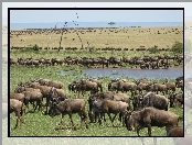 Woda, Gnu, Antylopy, Serengeti, Trawa, Migracja