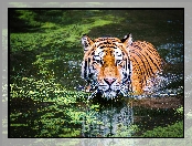 Tygrys, Woda, Kąpiel