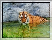 Tygrys, Woda, Skały