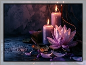 Lilia wodna, Świece, Fioletowy, Kwiat