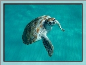 Żółw, Wodny, Barbados