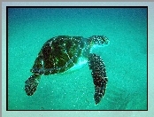 Żółw, Wodny, Indonezja