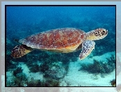 Żółw wodny, ocean