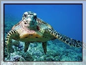 Żółw wodny, Ocean