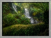 Wodospad, Rośliny, Paprocie