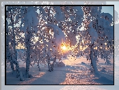 Wschód słońca, Zima, Ośnieżone, Drzewa
