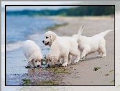 Wybrzeże, Szczeniaczki, Golden, Retriever, Plaża