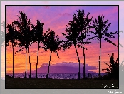 Palmy, Wyspa Maui, Hawaje, Chmury, Morze, Zachód słońca