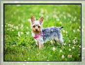 Yorkshire terrier, Łąka, Koniczyna