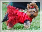 Yorkshire Terrier, kokardka, czerwona, sukienka