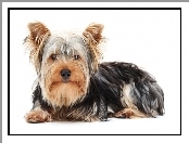 Yorkshire Terrier, Długa, Sierść