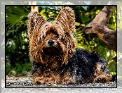 Pies, Yorkshire, Terrier