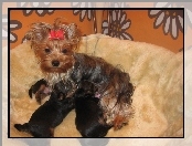 Yorkshire Terrier, karmiąca, suka, trzy, szczeniaki