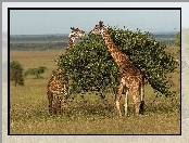 Żyrafy, Tanzania, Sawanna, Park Narodowy Serengeti