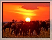 Zachód Słońca, Antylopy, Gnu