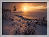 Śnieg, Zachód słońca, Drzewa, Zaśnieżone, Norwegia, Zima, Ringerike, Jezioro, Rośliny