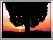 Drzewo, Zachód, Słońca