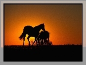 Konie, Zachód, Słońca