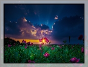 Zachód Słońca, Chmury, Kwiaty Maki