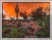 Tucson, Kaktusy, Sonoran Desert, Stany Zjednoczone, Zachód słońca, Krzewy, Pustynia, Arizona