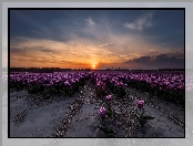 Tulipany, Zachód słońca