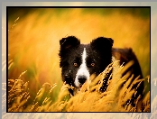 Zapatrzony, Border collie, Trawy