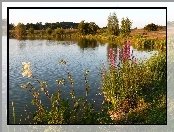 Jezioro, Zarośla, Trawy