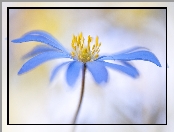 Kwiat, Zawilec grecki