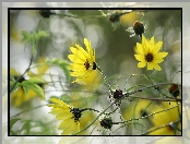 Zbliżenie, Żółte, Kwiaty, Słonecznik ozdobny, Helianthus