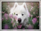 Zbliżenie, Biały, Pies, Samojed, Kwiaty