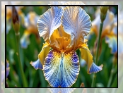 Irys, Zbliżenie, Żółto-niebieski, Kwiat