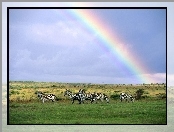 Zebra, Tęcza, Niebo