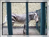 Zebra, Klatka