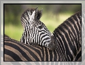 Zebra, Pasy