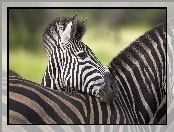 Zebra, Pasy